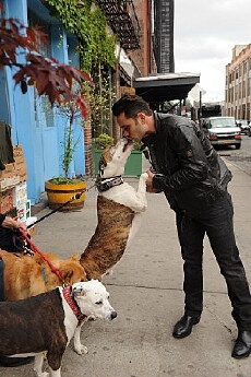 Dogs in the City (2012) - Stream Online