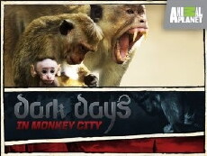 Dark Days in Monkey City (2009) - Stream Online