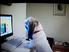 Dog Barking at Computer (2011) - Stream Online
