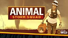 Animal Storm Squad (2016) - Stream Online
