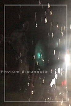 Phylum Sipuncula (2018) - Stream Online