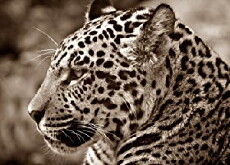 Leopardina (2017) - Stream Online