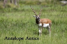 Antelope Antics (2016) - Stream Online
