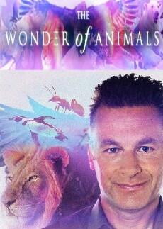The Wonder of Animals (2014) - Stream Online