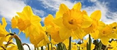 Daffodils (2019) - Stream Online