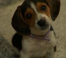 Puppy Plays the Classics (2008) - Stream Online