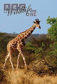 Wildlife on One (1977) - Stream Online