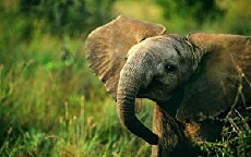 Baby Animals Through the Seasons (2018) - Stream Online