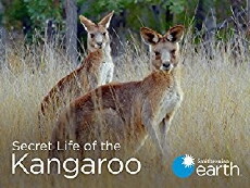 Secret Life of the Kangaroo (2016) - Stream Online