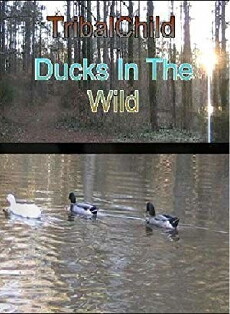 TribalChild: Ducks in the Wild (2009) - Stream Online