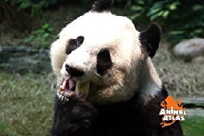Animal Atlas (2004) - Stream Online
