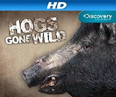 Hogs Gone Wild (2011) - Stream Online