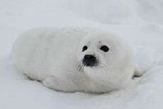 Polar Bear Week with Nigel Marven (2007) - Stream Online