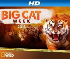Big Cat Week (2012) - Stream Online