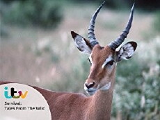 Survival: Tales from the Wild (2011) - Stream Online