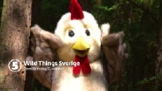 Wild Things Sverige (2016) - Stream Online