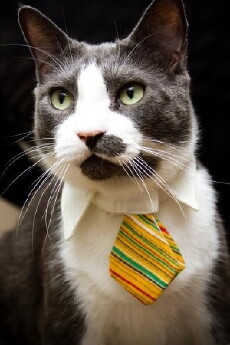 The Real Cat Therapist of Beverly Hills (2015) - Stream Online