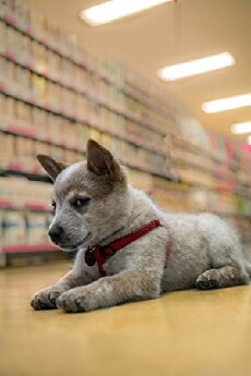 Puppy Academy (2016) - Stream Online