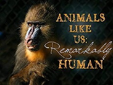 Animals Like Us (2004) - Stream Online