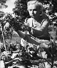 Sillankorvan emäntä (1953) - Stream Online