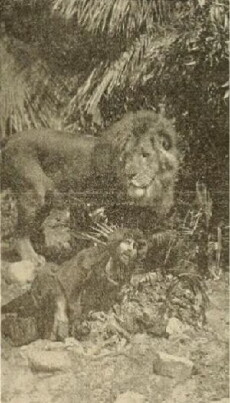 The Mysterious Man of the Jungle (1914) - Stream Online