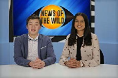 News of the Wild (2018) - Stream Online