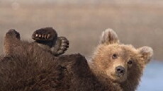 Great Bear Stakeout (2013) - Stream Online