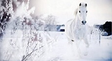 The White Horse of St. Charles (2018) - Stream Online