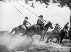 Gado Bravo (1934) - Stream Online