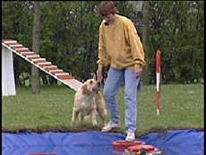 Hund og hund imellem (1988) - Stream Online