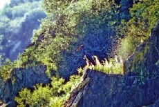 Animais de Portugal (1986) - Stream Online
