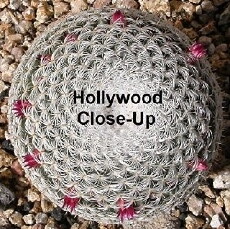 Hollywood Close-Up (1981) - Stream Online