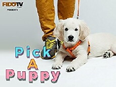 Pick a Puppy (2010) - Stream Online