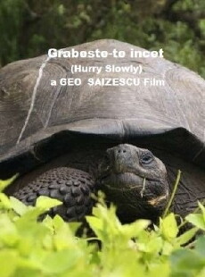 Grabeste-te încet (1981) - Stream Online