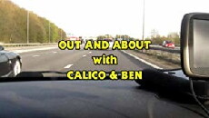 Out and About with Calico & Ben (2017) - Stream Online