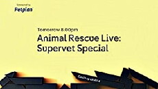 Animal Rescue Live: Supervet Special (2017) - Stream Online
