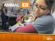 Animal ER (2016) - Stream Online
