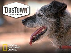 DogTown (2008) - Stream Online
