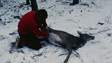 Landscape Suicide (1987) - Stream Online