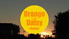 Orange Daisy Project (2017) - Stream Online