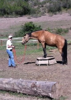 Parelli Natural Horsemanship (2005) - Stream Online