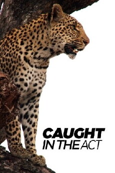 Caught in the Act (2007) - Stream Online