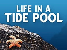 Life in a Tide Pool (2015) - Stream Online