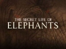 The Secret Life of Elephants (2009) - Stream Online