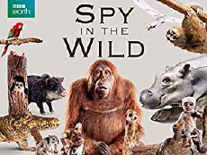 Spy in the Wild (2017) - Stream Online