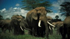 Echo and the Elephants of Amboseli (2009) - Stream Online