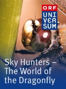 The Sky Hunters (1915) - Stream Online