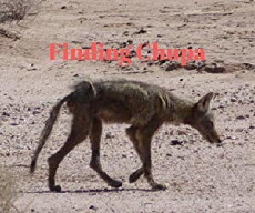 Finding Chupa (2017) - Stream Online