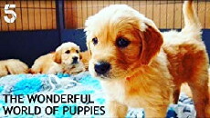The Wonderful World of Puppies (2018) - Stream Online