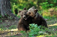 Baby Animals Around the World (2017) - Stream Online